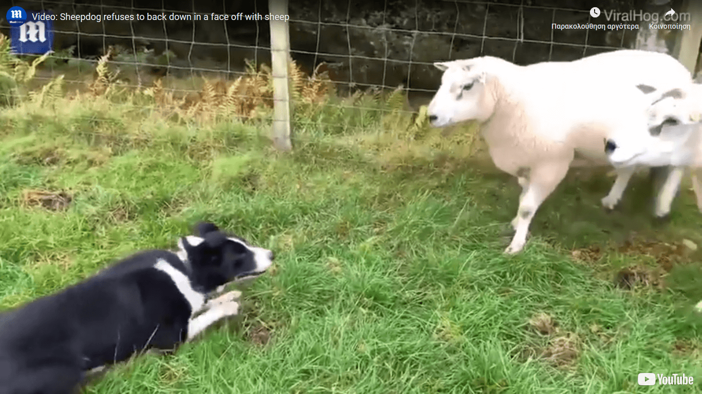 Όταν τo τσοπανόσκυλο δεν τα πάει καλά με τα πρόβατα