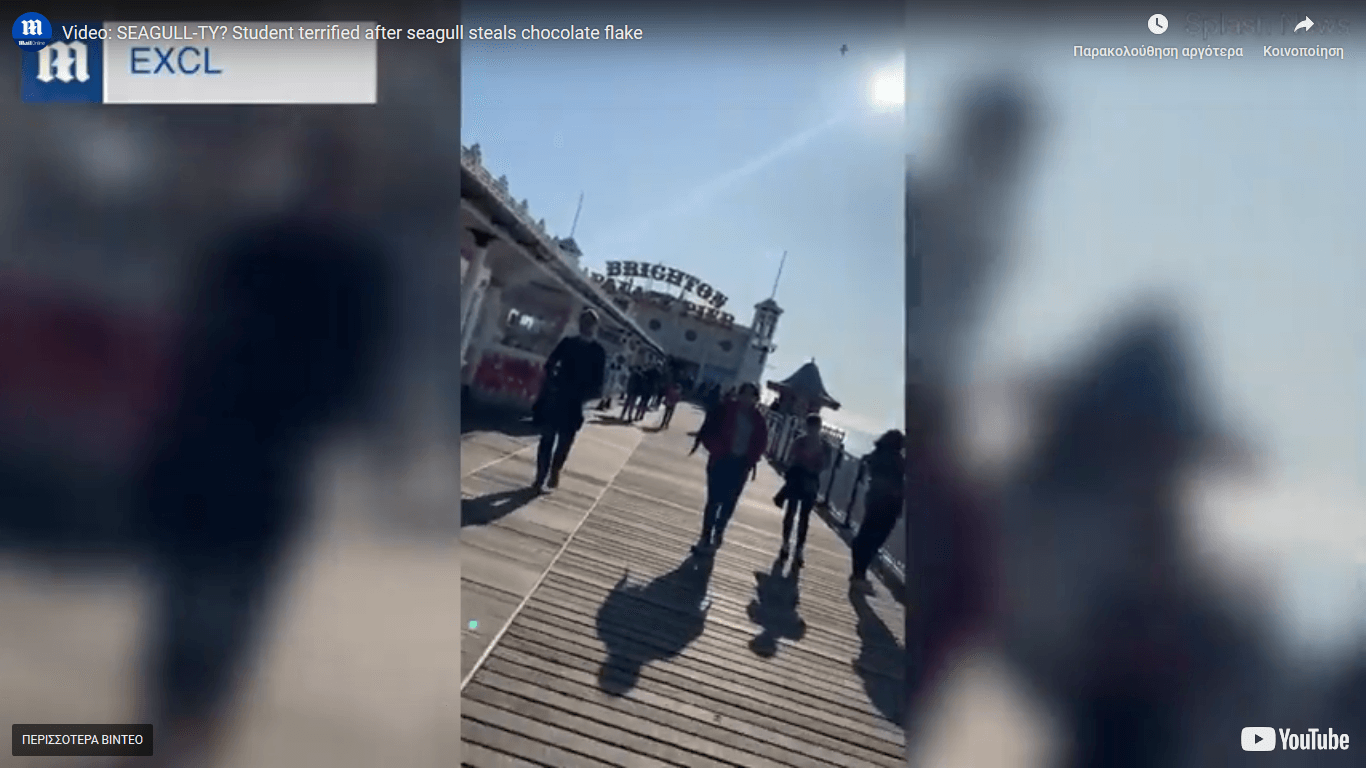 «Έφοδος» γλάρου για να αρπάξει παγωτό