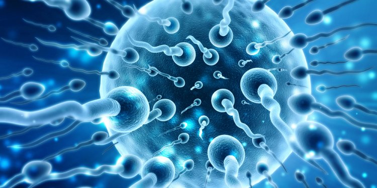 ΕΤΟΙΜΑΖΕΤΑΙ ΚΑΜΠΑΝΙΑ ΓΙΑ ΤΗΝ ΓΟΝΙΜΟΤΗΤΑ ΕΤΟΙΜΑΖΕΤΑΙ ΚΑΜΠΑΝΙΑ ΓΙΑ ΤΗΝ ΓΟΝΙΜΟΤΗΤΑ