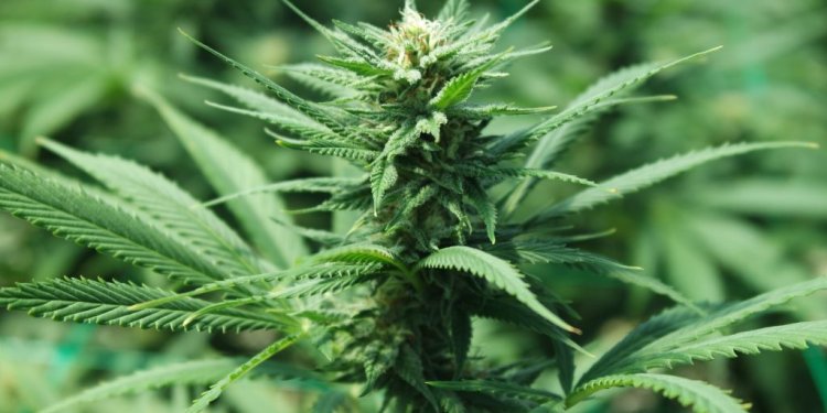 ΧΡΥΣΕΣ ΒΙΖΕΣ ΚΑΝΑΒΗ ΚΑΙ ΚΑΡΦΩΜΑΤΑ