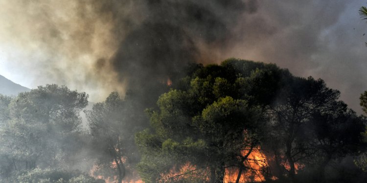 Δάσος της Δαδιάς: Αποκαρδιωτικός ο απολογισμός της φωτιάς – Κάηκε το 60% Δάσος της Δαδιάς: Αποκαρδιωτικός ο απολογισμός της φωτιάς – Κάηκε το 60%