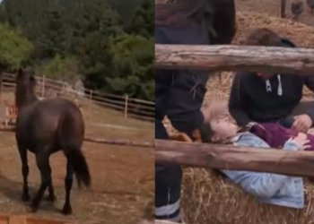 Σοβαρό ατύχημα διαγωνιζόμενης στη Φάρμα: Την χτύπησε άλογο (vid)