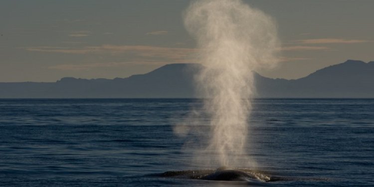 Αυστραλία: Απαγορεύει τις θανατηφόρες υποβρύχιες εκρήξεις για τις φάλαινες