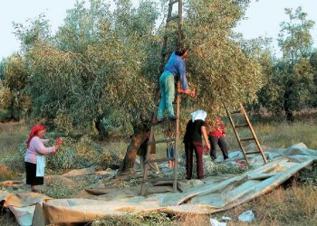 Μ. Χιλετζάκης: Περυσινό λάδι που πουλήθηκε 5 ευρώ το λίτρο το βλέπουμε στο ράφι με 13,25 ευρώ