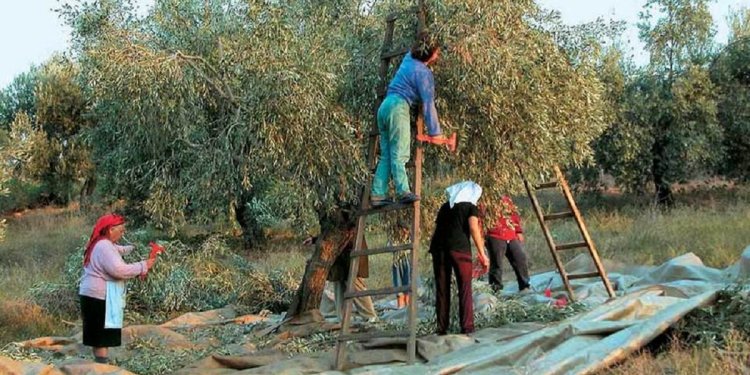 Μ. Χιλετζάκης: Περυσινό λάδι που πουλήθηκε 5 ευρώ το λίτρο το βλέπουμε στο ράφι με 13,25 ευρώ