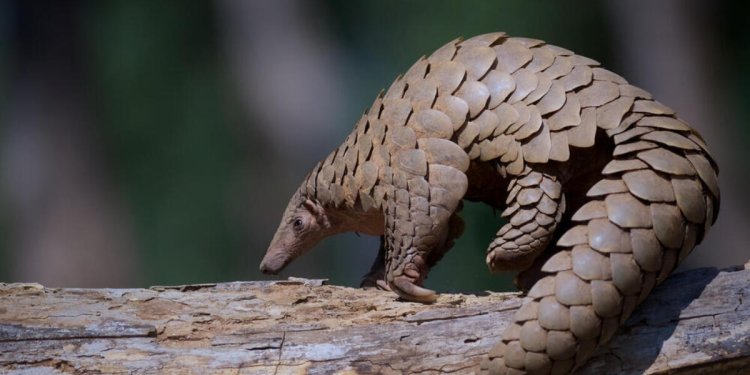 BBC: Παγκόσμιες τράπεζες επενδύουν σε κινεζικούς φαρμακευτικούς ομίλους που χρησιμοποιούν μέρη απειλούμενων ειδών BBC: Παγκόσμιες τράπεζες επενδύουν σε κινεζικούς φαρμακευτικούς ομίλους που χρησιμοποιούν μέρη απειλούμενων ειδών