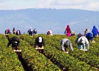 Ζητούνται χιλιάδες χέρια για την ελληνική γη αλλά και για τις κατασκευές και τον τουρισμό – Οι Αλβανοί φεύγουν, οι Βιετναμέζοι έρχονται