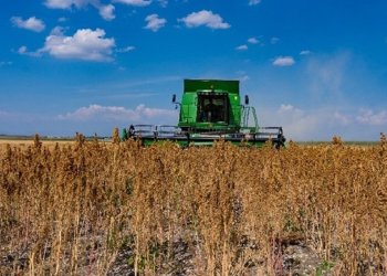 Κινόα: Μια εναλλακτική καλλιέργεια με λαμπρό μέλλον στην Ελλάδα