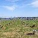 Το έρημο Τουρκμενιστάν φυτεύει 470.000 δέντρα