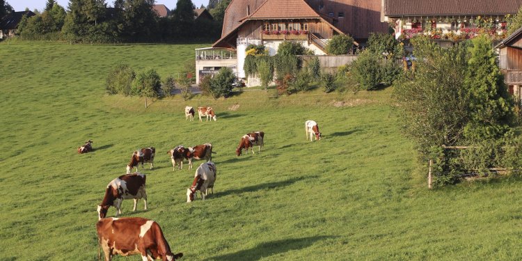 Ελβετία: Μεγάλη πυρκαγιά σε αγρόκτημα – Σκοτώθηκαν περισσότερες από 500 αγελάδες και μοσχάρια