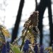 Ελπίδες αναγέννησης του δάσους ένα χρόνο μετά την καταστροφική φωτιά – Εμφανίστηκαν τα πρώτα δενδρύλλια (video) – FANTOMAS.GR