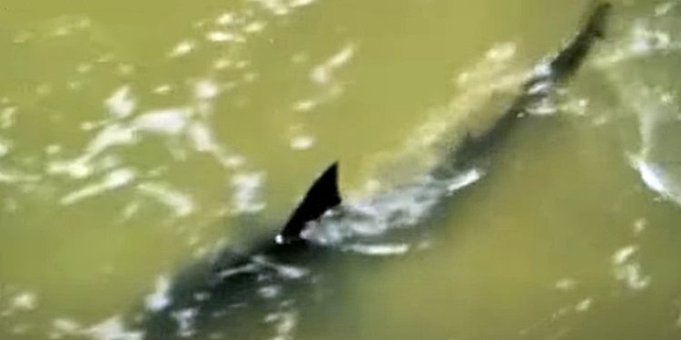 Τέξας: Βίντεο καταγράφει καρχαρία που επιτέθηκε σε λουόμενους την 4η Ιουλίου Τέξας: Βίντεο καταγράφει καρχαρία που επιτέθηκε σε λουόμενους την 4η Ιουλίου