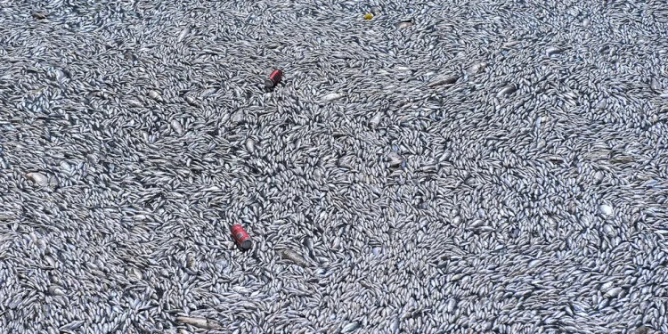 Τεράστια η οικολογική καταστροφή στον Βολο – Οπωσδήποτε καύση λένε οι ειδικοί Τεράστια η οικολογική καταστροφή στον Βολο – Οπωσδήποτε καύση λένε οι ειδικοί