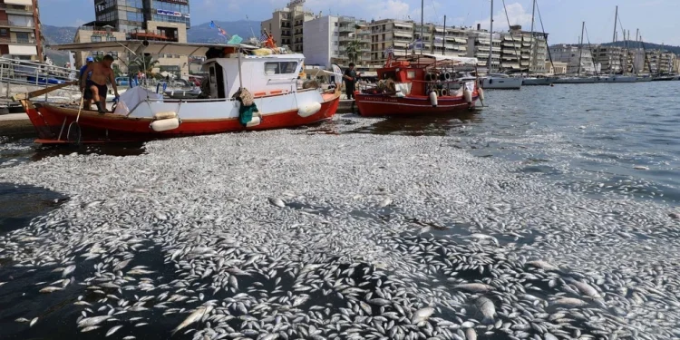 ‘Οι πληγες του Φαραω’ – Τα νεκρά ψαρια προσελκύουν …καρχαρίες