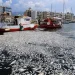 ‘Οι πληγες του Φαραω’ – Τα νεκρά ψαρια προσελκύουν …καρχαρίες