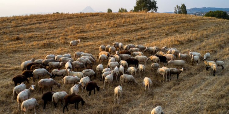 Παρατείνονται έως τις 15/4 τα προληπτικά μέτρα για την ευλογιά των αιγοπροβάτων στην Κρήτη