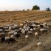 Παρατείνονται έως τις 15/4 τα προληπτικά μέτρα για την ευλογιά των αιγοπροβάτων στην Κρήτη