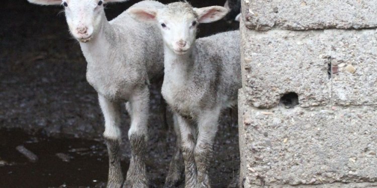 Κατεπείγουσα προκαταρκτική εξέταση για να ερευνηθεί αν παραβιάστηκαν τα μέτρα πρόληψης της ευλογιάς των αιγοπροβάτων Κατεπείγουσα προκαταρκτική εξέταση για να ερευνηθεί αν παραβιάστηκαν τα μέτρα πρόληψης της ευλογιάς των αιγοπροβάτων