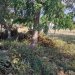 Ξεκίνησαν οι έλεγχοι σε ακαθάριστα οικόπεδα από την Πυροσβεστική – 3.748 καταγγελίες πολιτών σε 18 ημέρες