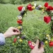 Οι δήμοι της Αττικής τιμούν και γιορτάζουν την Πρωτομαγιά Οι δήμοι της Αττικής τιμούν και γιορτάζουν την Πρωτομαγιά