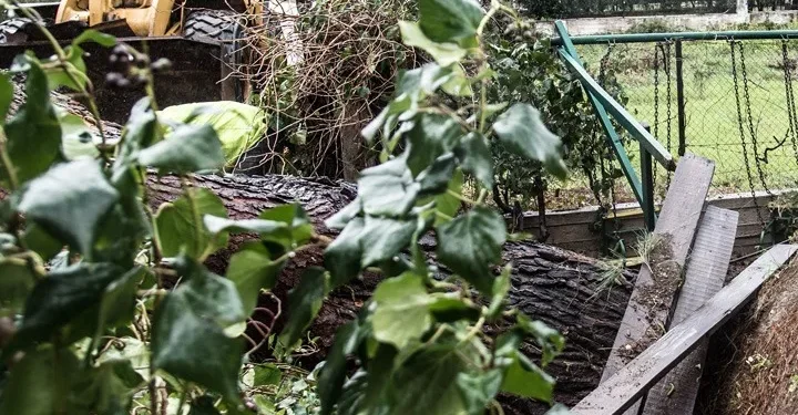 Ισχυροί άνεμοι και προβλήματα από πτώσεις δέντρων στη δυτική Κρήτη – FANTOMAS.GR