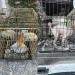 Εξιχνιάστηκε υπόθεση παράνομου εμπορίου ζώων συντροφιάς στον Γέρακα – FANTOMAS.GR