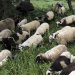Αιγοπρόβατα-«μετανάστες» εκ Κρήτης αναζητούν βοσκοτόπια…