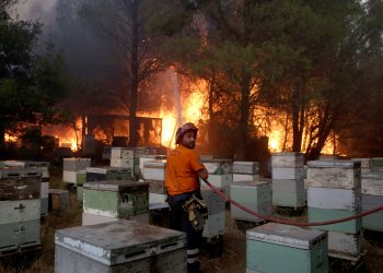 Από αδήλωτα μελίσσια ξεκίνησε η φωτιά στον Υμηττό – Πρόστιμο στους δύο παραβάτες αλλά και στον πρύτανη του ΕΚΠΑ