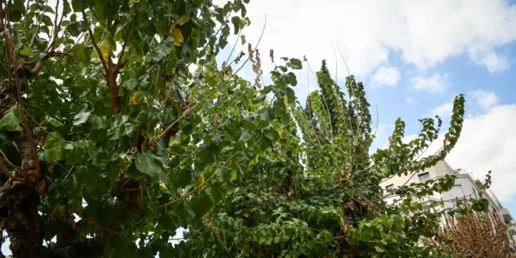 Ο Δήμος Αθηναίων θωρακίζει τις μουριές της πόλης Ο Δήμος Αθηναίων θωρακίζει τις μουριές της πόλης