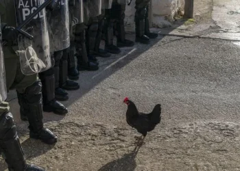 Η ελληνογερμανική ταινία «Κότα» του György Pálfi θα κάνει πρεμιέρα στο Φεστιβάλ του Τορόντο