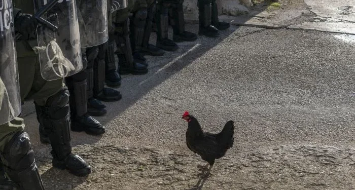 Η ελληνογερμανική ταινία «Κότα» του György Pálfi θα κάνει πρεμιέρα στο Φεστιβάλ του Τορόντο