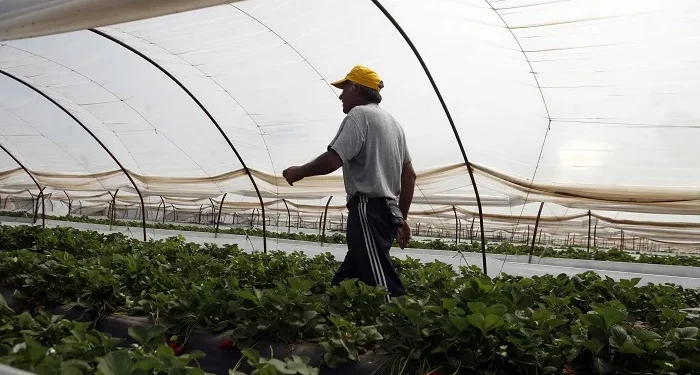 «Επενδύσεις για τον εκσυγχρονισμό και την κατασκευή θερμοκηπίων και προσπελάσιμων στεγάστρων φυτικής παραγωγής».