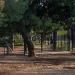 Κλειστό το Άλσος Χωροφυλακής μέχρι νεωτέρας – Αθήνα 9,84
