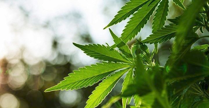 Εντοπίστηκε φυτεία με 1.157 δενδρύλλια κάνναβης – Συνελήφθησαν δυο άτομα