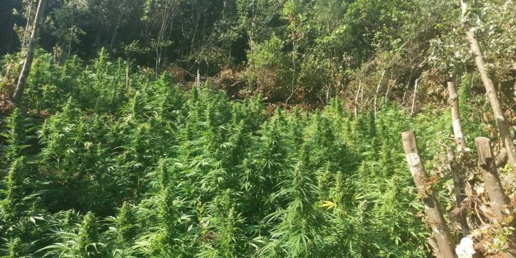 Χασισοφυτεία σε δασώδη περιοχή της Καστοριάς με 183 δενδρύλλια κάνναβης εντόπισαν αργά χθες το απόγευμα αστυνομικοί του Τμήματος Δίωξης Ναρκωτικών της Υποδιεύθυνσης Δίωξης και Εξιχνίασης Εγκλημάτων Καστοριάς. Ο 45χρονος αλλοδαπός καλλιεργητής της φυτείας εντοπίστηκε και συνελήφθη από τους αστυνομικούς και σε βάρος του σχηματίσθηκε δικογραφία κακουργηματικού χαρακτήρα.