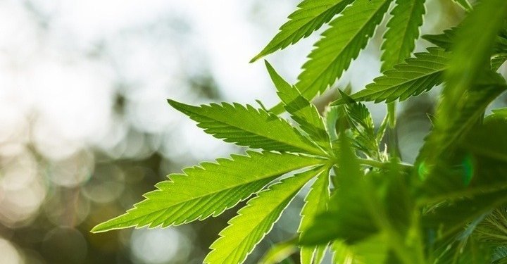 Σύλληψη 30χρονου που είχε στο σπίτι του 2,5 κιλά κάνναβης και δενδρύλλια