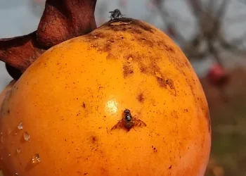 Πώς σταματάς έναν εισβολέα που πετάει κάτω από τα ραντάρ και απειλεί την καρδιά της ευρωπαϊκής αγροτικής παραγωγής;