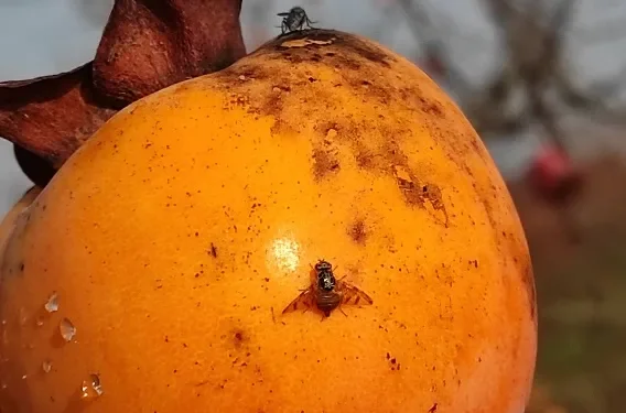 Πώς σταματάς έναν εισβολέα που πετάει κάτω από τα ραντάρ και απειλεί την καρδιά της ευρωπαϊκής αγροτικής παραγωγής; Πώς σταματάς έναν εισβολέα που πετάει κάτω από τα ραντάρ και απειλεί την καρδιά της ευρωπαϊκής αγροτικής παραγωγής;