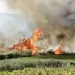 Χίος: Συνελήφθη 68χρονος για τη φωτιά στο Βίκι