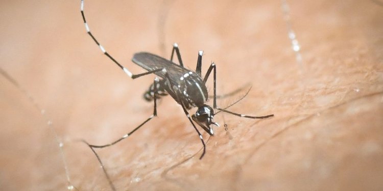 ΙΣΑ: Εκφράζει έντονη ανησυχία για την αυξημένη κυκλοφορία του ιού του Δυτικού Νείλου στην Αττική