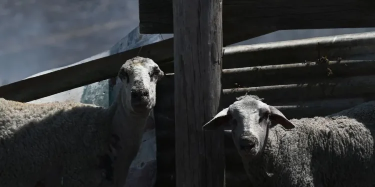 Επιπλέον 10 εκατομμύρια ευρώ στις Περιφέρειες για αποζημιώσεις λόγω ευλογιάς Επιπλέον 10 εκατομμύρια ευρώ στις Περιφέρειες για αποζημιώσεις λόγω ευλογιάς