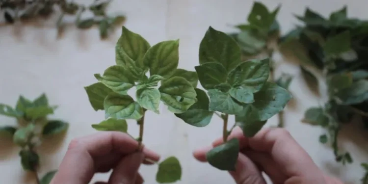 Ζητήματα οικολογίας στις σύγχρονες εικαστικές πρακτικές