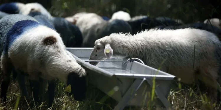 Μπλόκο σε 8.000 απαγορευμένα εμβόλια από την Τουρκία για την ευλογιά Μπλόκο σε 8.000 απαγορευμένα εμβόλια από την Τουρκία για την ευλογιά