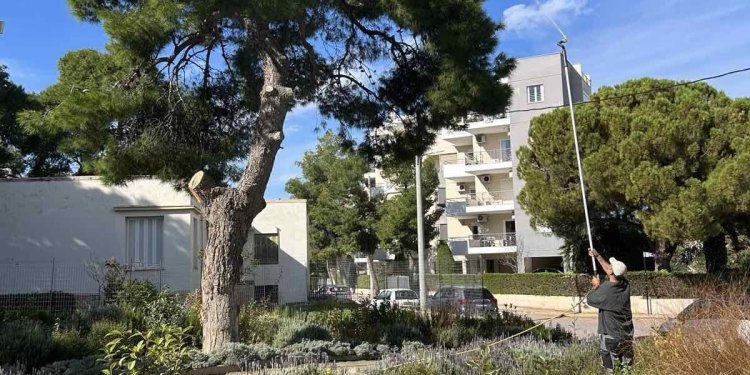 Μάριος Ψυχαλης – Συνεχίζονται οι ψεκασμοί στα δάση της Λυκοβρυσης Πευκης