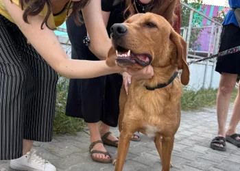 «Δικαίωση από την Αρχή Προστασίας Δεδομένων – Θα συνεχίσουμε να υποστηρίζουμε καθημερινά τα αδέσποτα της πόλης»