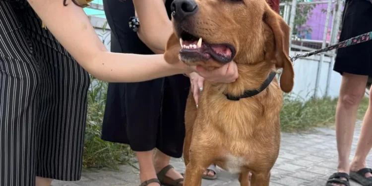 «Δικαίωση από την Αρχή Προστασίας Δεδομένων – Θα συνεχίσουμε να υποστηρίζουμε καθημερινά τα αδέσποτα της πόλης»