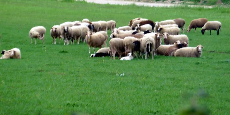 Παρατεταμένη επιζωοτία, αυστηρά μέτρα και τι ισχύει για τον εμβολιασμό και την ανασύσταση του ζωικού κεφαλαίου