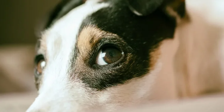 Θεσσαλονίκη: Σε καταφύγιο ο σκύλος που έθαψε ζωντανό ο 90χρονος