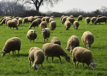 Σταματά από την Πέμπτη η αγορά γάλακτος και των παραγώγων του σε όλο το νησί λόγω του αφθώδους πυρετού