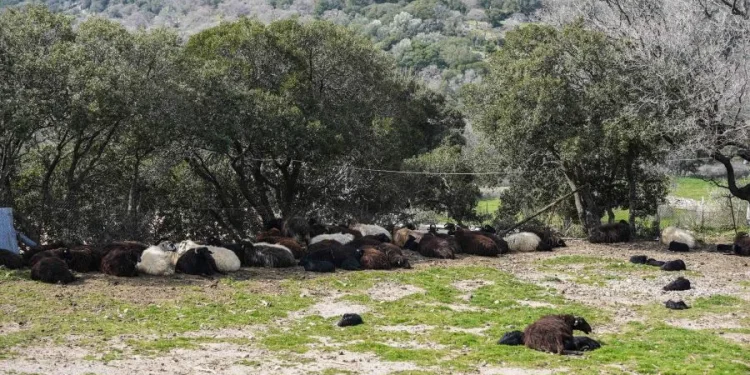 Τρία νέα επιβεβαιωμένα κρούσματα αφθώδους πυρετού στη Λέσβο